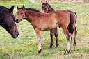 Foal m&acirc;le connemara