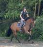 Jolie jument kwpn de 12 ans +-1m68