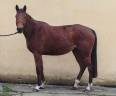 Madisone de Molion, Jument, 4 ans, Bai; SF, toise 1.65