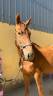 Nostradamus Hongre, 3 ans, Alezan br&ucirc;l&eacute;, SF, toise 165