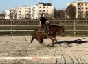 Magnifique quarter horse &agrave; vendre 