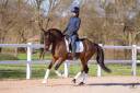 Hongre - Deutsches Reitpony - 6 ans - Dressage - France