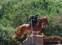 Pouliche par Eye Catcher de Lourcq. CCCE/CSO/DRESSAGE