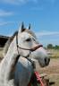 Poney D