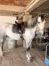 Pure race espagnole 