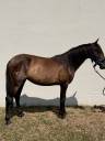 pure race espagnole 