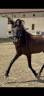 Pure race espagnole 