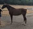 Pouliche de 3 ans, mod&egrave;le s&eacute;rieux, lign&eacute;e 5*