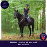 Jolie jument 4 ans top mental super en ext&eacute;rieur