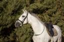 Cheval Hongre Andalou de 9 ans 1,64m