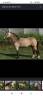Poney D sport 
