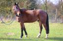 Gentil cheval 6 ans 