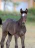Magnifique foal m&acirc;le welsh part bred