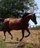 Pur-sang arabes