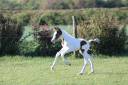 Poulain pie bai origine SF ET Z CSO CCE HUNTER