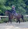 Jolie jument de 8 ans, kwpn, +-1m68