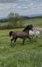 Etalon de sport de 5 ans pour c complet, attelage, etc