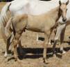 Poulain SF palomino