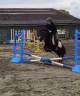 Top poney shetland
