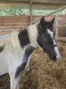 Futurs Poneys sport