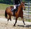 Jument Franche Montagne de 4 ans 
