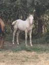 Pouliche PP Quarter horse cr&egrave;me 