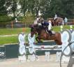 N&eacute;rite &ndash; Hongre KWPN de 8 ans Bai Brun