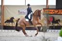 Hongre - KWPN - 15 ans - Dressage - France
