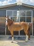 Magnifique hongre 5 ans
