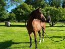 Cheval hongre demi-sang 5 ans