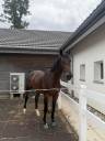 &Agrave; vendre jeune cheval 