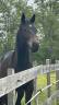 Oxford de Hiege SF 2 ans, dressage 