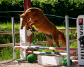 Ponette - AES - 4 ans - CSO - CCE - Dressage - France