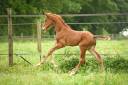 Qour&egrave;ge Grez Neuville Foal de Dressage