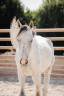 Cheval 5 ans 