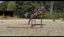 Magnifique Wesphalien de 4 ans