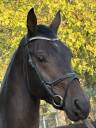 Magnifique Wesphalien de 4 ans