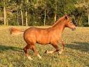 Magnifique poulain &agrave; vendre