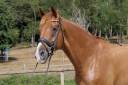 Superbe 8 ans niveau St Georges/Inter I