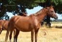 Welsh Pony pp 2022 , femelle, alezane, import&eacute;e