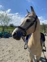 Poney demi-sang belge