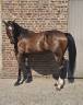 Fils de Emerald- beau hongre de 4 ans.offre bien venue.