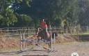 Fils de Emerald- beau hongre de 4 ans.offre bien venue.