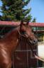 Etalon Cheval de Selle Italien A vendre 2023 Bai par MYLORD CARTHAGO