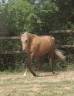 Poulini&egrave;re pleine Welsh B palomino 126,5 cm
