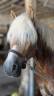 Poney Haflinger PP 7 ans 