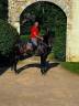 Pure race espagnole apto 