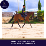 Chc jument de 6 ans env 1m65