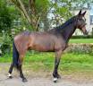 Cheval de sport pour d&eacute;buter en CSO amateur