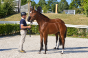 Poulain - Selle Fran&ccedil;ais - 2026 - Dressage - France